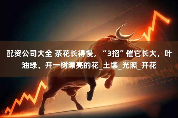 配资公司大全 茶花长得慢，“3招”催它长大，叶油绿、开一树漂亮的花_土壤_光照_开花